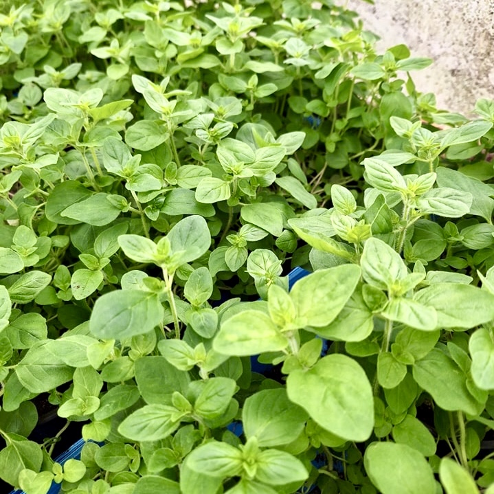 Oregano on hyvä yrtti omalle kasvimaalle tai yrttilaatikkoon.
